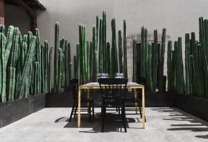 Tanaman Kaktus sebagai pagar rumah