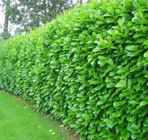 Pagar Green Wall Multicon
